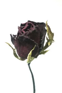 Roses wilt Stock Photos