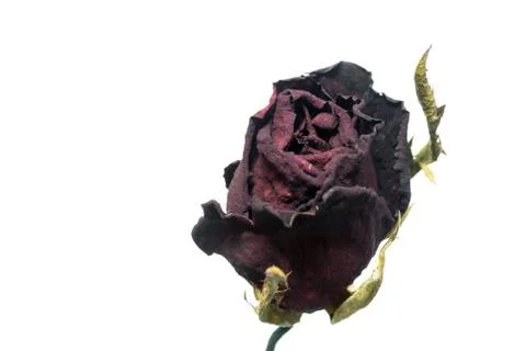 Roses wilt Stock Photos