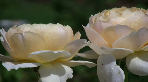 Roses in the wind Vídeo Stock 300738