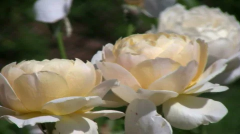 Roses in the wind Vídeo Stock 300758