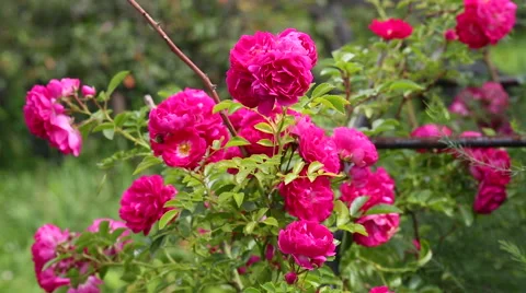 Roses in the wind Stock Footage 52826115