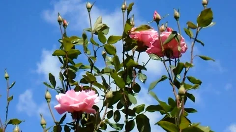 Roses in the wind Stock Footage 54745678