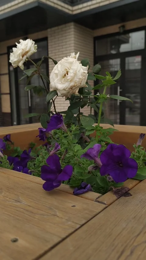 Roses in the wind 스톡 동영상 158904931