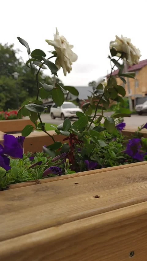 Roses in the wind 스톡 동영상 159930480