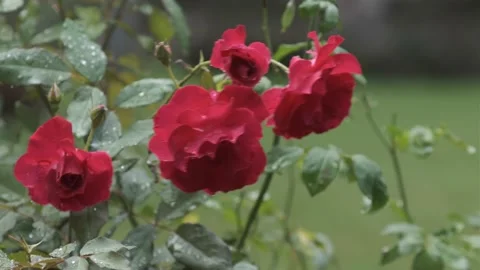 Roses in the wind Stock Footage 163186614