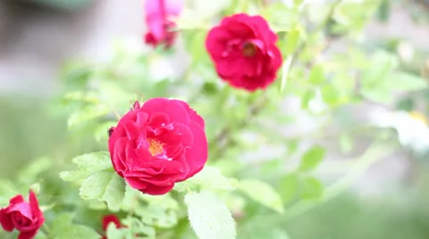 Roses on the wind, Full HD 스톡 동영상 26048658