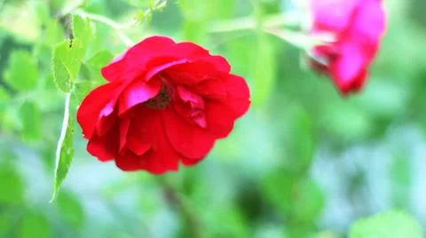 Roses on the wind, Full HD Stock Footage 27995458