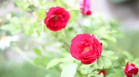 Roses on the wind, Full HD Video stock 28627655