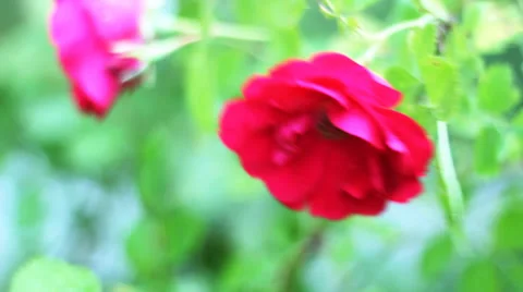 Roses on the wind, Full HD 動画素材 33608445