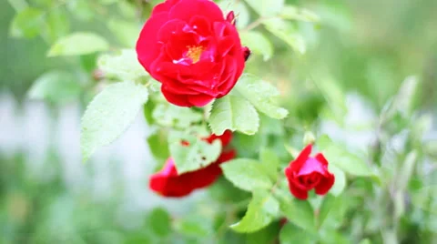 Roses on the wind, Full HD Stockbeeldmateriaal 33658802