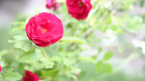 Roses on the wind, Full HD Vídeo Stock 33701942