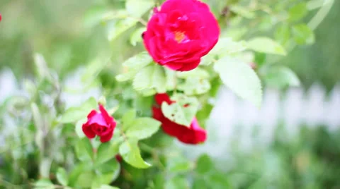 Roses on the wind, Full HD Stock Footage 35273056