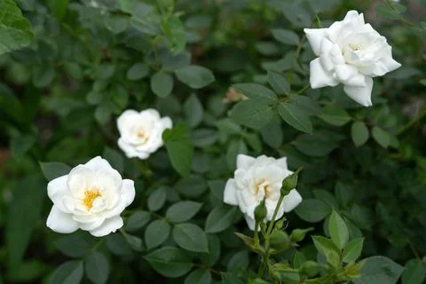 Roses in the wind Stock Photos