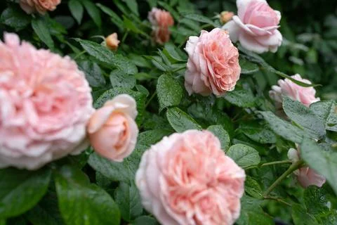 Roses in the wind Stock Photos