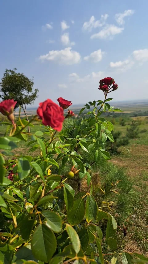 Roses in the Wind Short Video Video stock 248456943