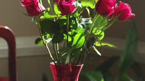Roses by window Stock Footage 42154955