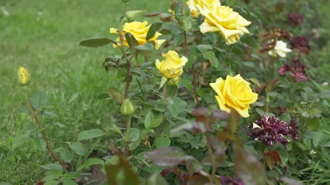 Roses Wriggle in the Wind Stock Footage 134285909