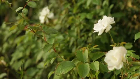 Roses2 Видео 10916510