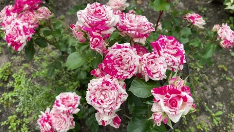Roses3 Stock Footage 312566770