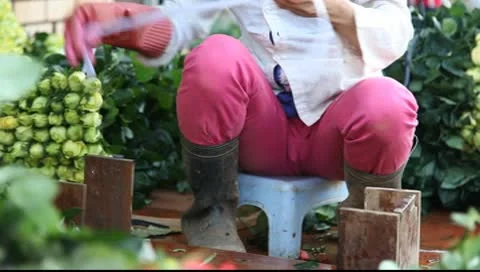 Roses_LDA N 00286 Video stock 9551905