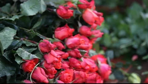 Roses_LDA N 00288 Video stock 9058776