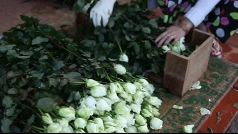 Roses_LDA N 00290 Stock Footage 9070487