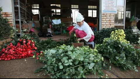Roses_LDA N 00291 Stock Footage 9075217