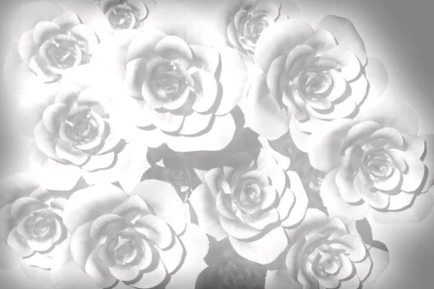 RosesB 20 2997 Video stock 305464