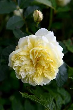 Rosesss6929 Foto stock