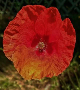 Rosetta Stock Photos