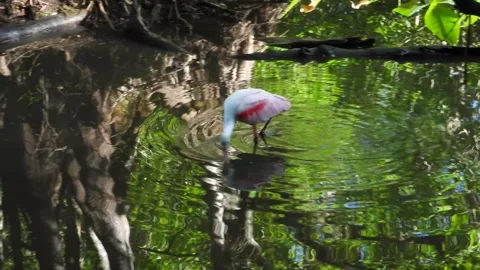 Rosetta Spoonbill on a lunch quest in the swamp Stock Footage 340301329