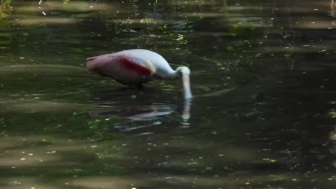 Rosetta Spoonbill on a lunch search Stock Footage 340301325