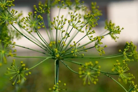 Rosette of dill, close-up. A large inflorescence of dill in sunn Stock Photos