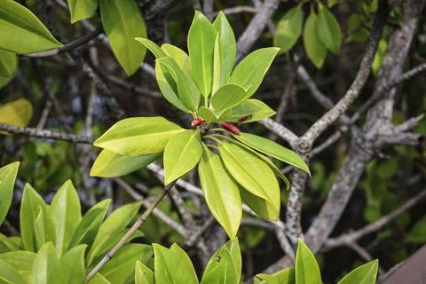 Rosette of leaves of the red mangrove tree (Rhizophora mangle), growing in .. Stock Photos