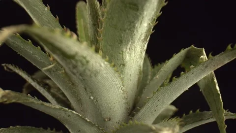 A rosette of long, narrow pineapple leaves on the black background. Dense leaves Stock Footage 164384183