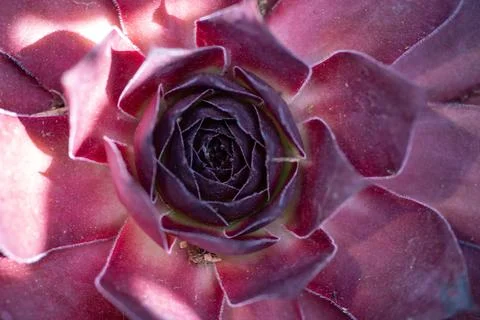 Rosette pattern shows succulent leaf symmetry. Rosette detail reveals pink .. Stock Photos