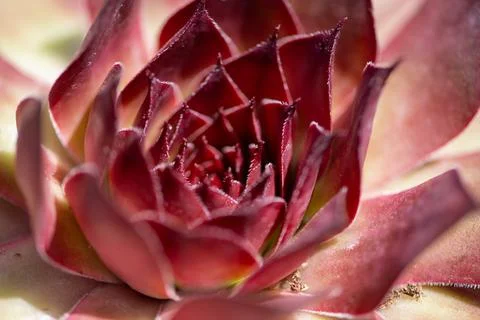 Rosette pattern shows succulent leaf symmetry. Rosette detail reveals pink .. Stock Photos