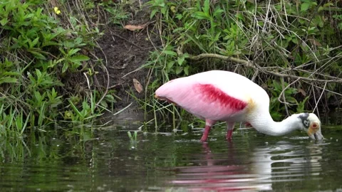 Rosette Spoonbill Stock Footage 171946113