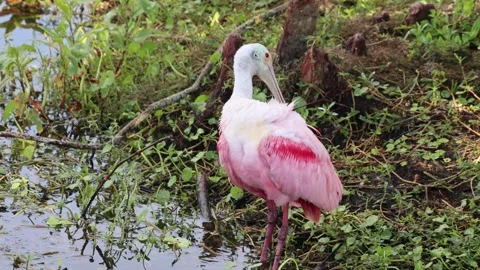 Rosette Spoonbill Grooming Stock Footage 309786243