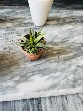 Rosette Succulent on a Marble-look Surface Stock Photos
