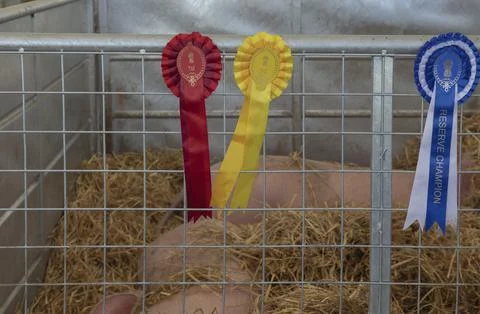 Rosettes attached to the pen of sleeping pigs Stock Photos