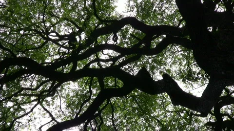 Rosewood tree Stock-Footage 303359