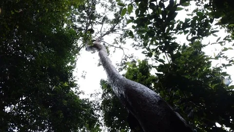 Rosewood tree in the nature Stock Footage