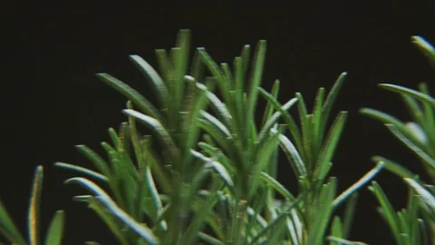 Rosmarinus Rotating on a Black Background Stock Footage 71051857