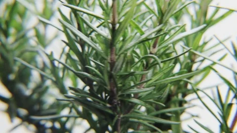 Rosmarinus/Rosemary Rotating on a White Background Stock Footage 70450277