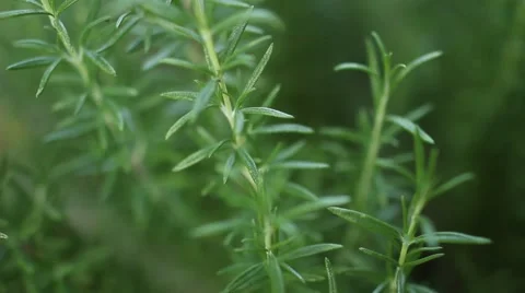 Rosmary plant macro Stock Footage 47993155