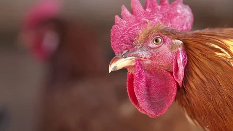 Rosster head, blinking Stock Footage 84188283