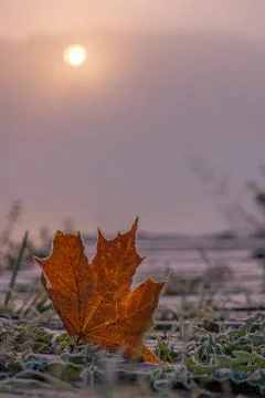 Rosted Maple Leaf; a maple leaf covered with frost on the ground Stock Photos
