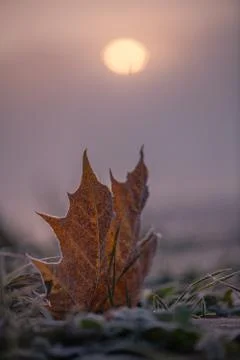 Rosted Maple Leaf; a maple leaf covered with frost on the ground Stock Photos