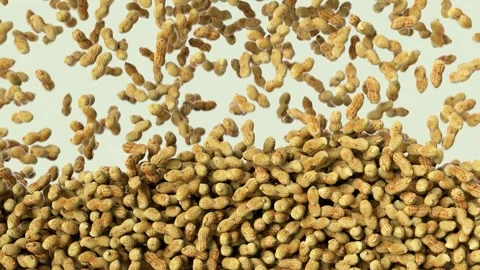 Rosted peanuts falling down. Dried peanuts drooping and stacking. Видео 267843435